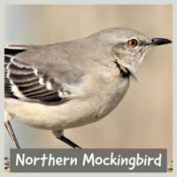 Northern Mockingbird